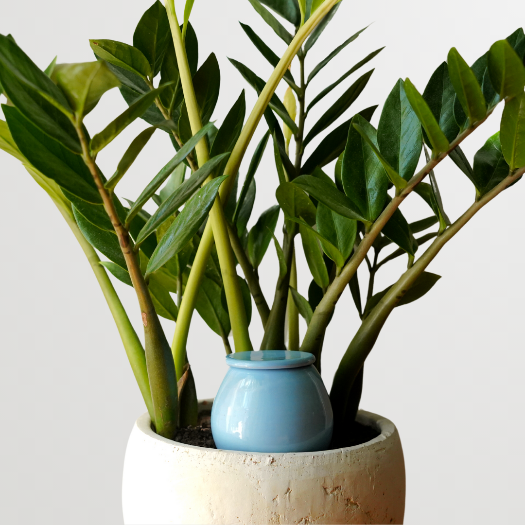 Olla self watering pot - Lutoya Medium Blue - 35 cl