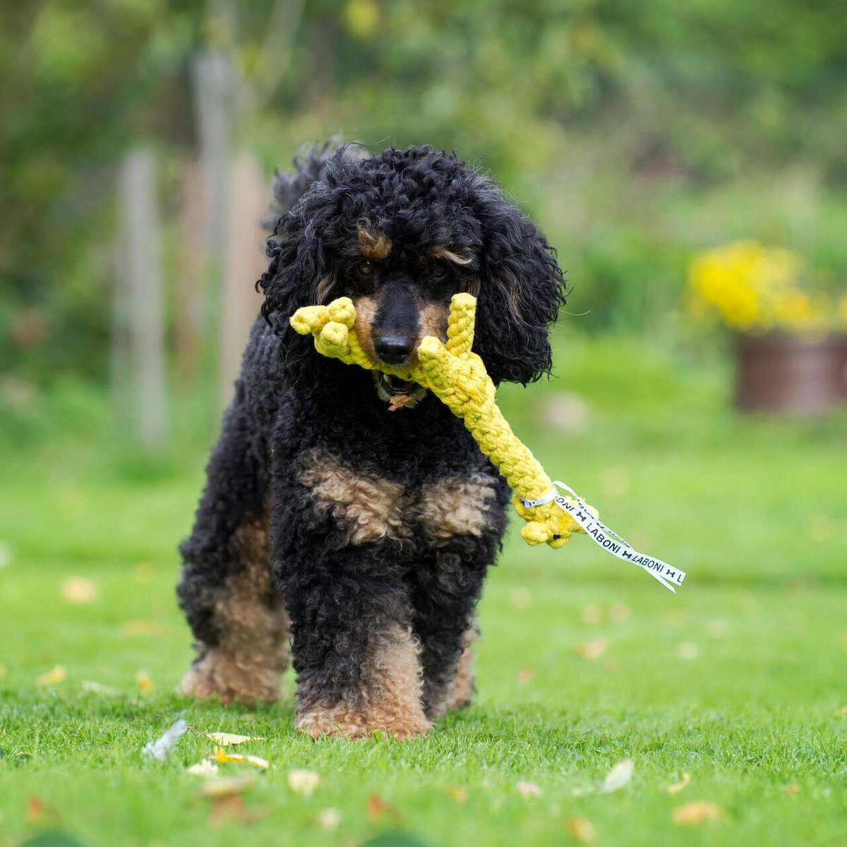 Gretchen Giraffe - giocattolo cult per cani