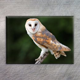 Barn owl photo magnet, featuring a close-up image of a barn owl with its distinctive white face and brown feathers. This product is suitable for use as a decorative magnet or for organizing photos and documents.