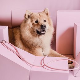 NE & No® Dog Lease "Loft Style" - Weerbestendig