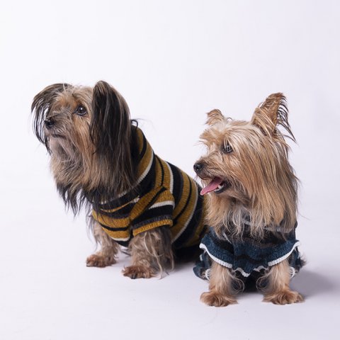 Honigpullover