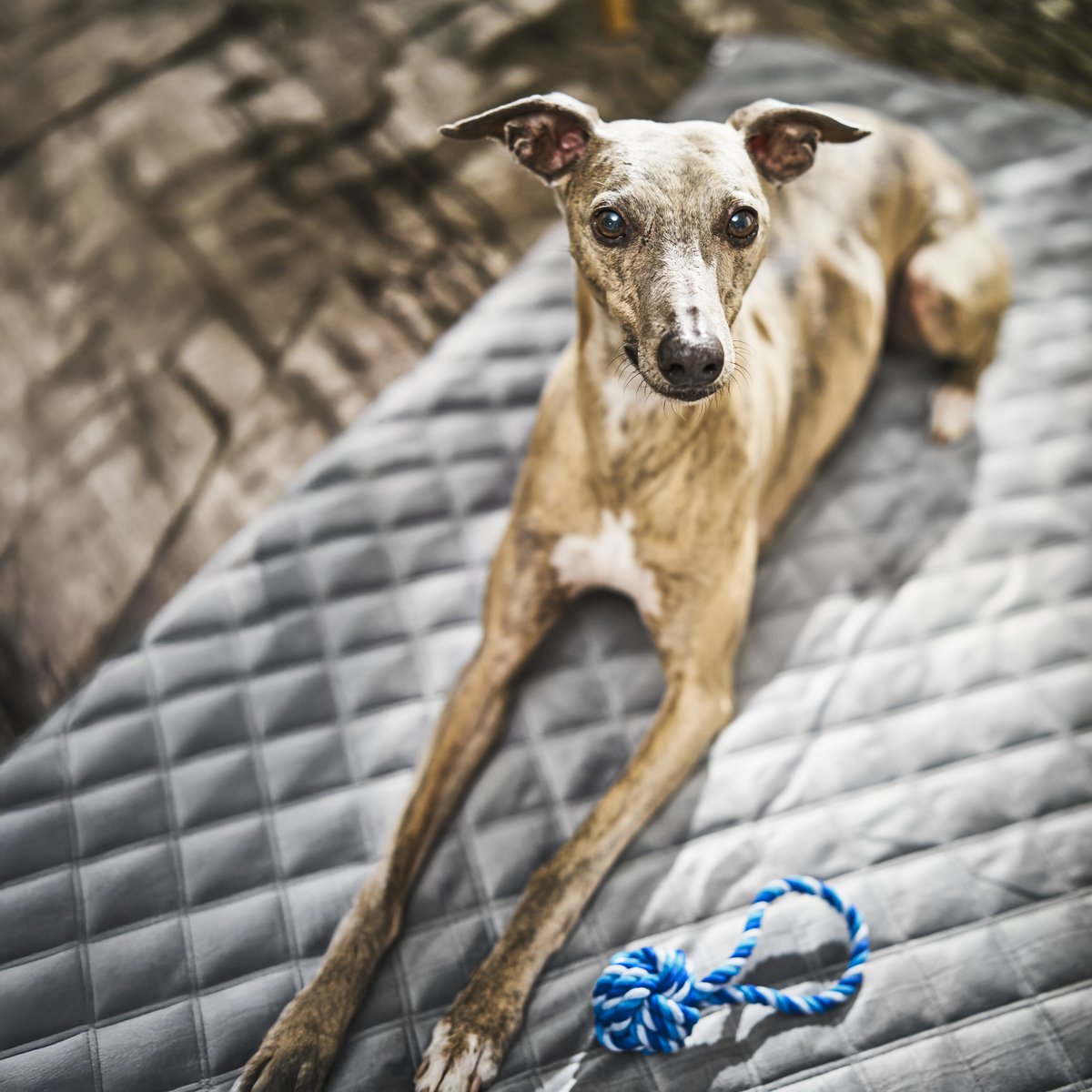 Coperta in velluto OXFORD per cani