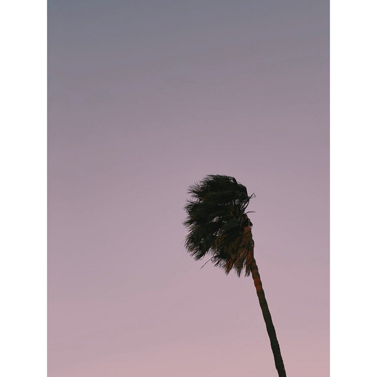 Magnetisch markeerbord - Palm