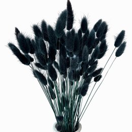 Konijnenstaarten (Lagurus) 50g Zwart