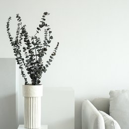 Eukalyptus Baby - der Feine