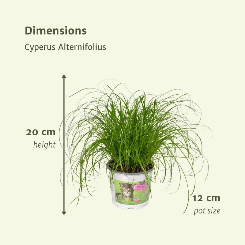Cyperus Alternifolius - 4 stuks - ø12cm - ↕20cm