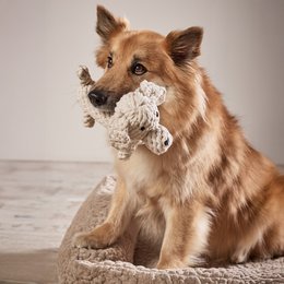 Richie Retriever - kultlegetøj til hunde