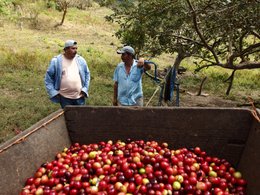 Sail espresso, 250g, ground, organic