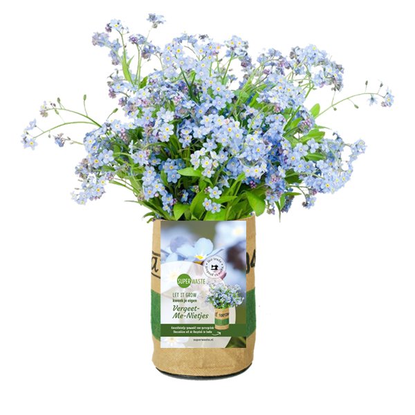 Let it Grow Nursery Garden - Forget me nots