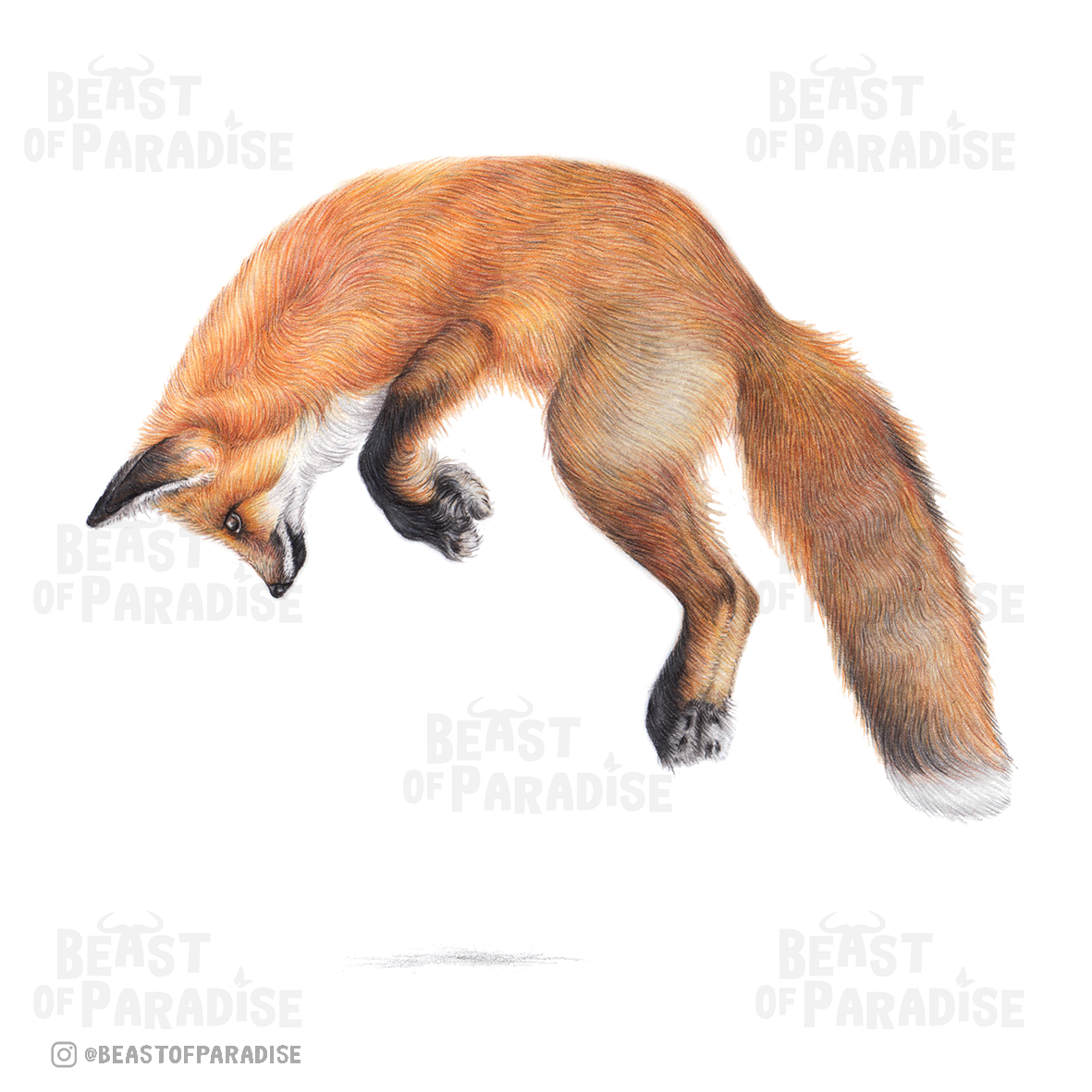 Red Fox - Greeting Card, 13 x 13 cm, Wildlife, Cards