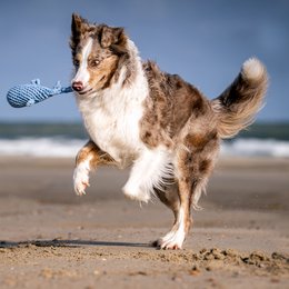 Maritimes Hundespielzeug aus Baumwolltau - CAPTAIN SPLASH