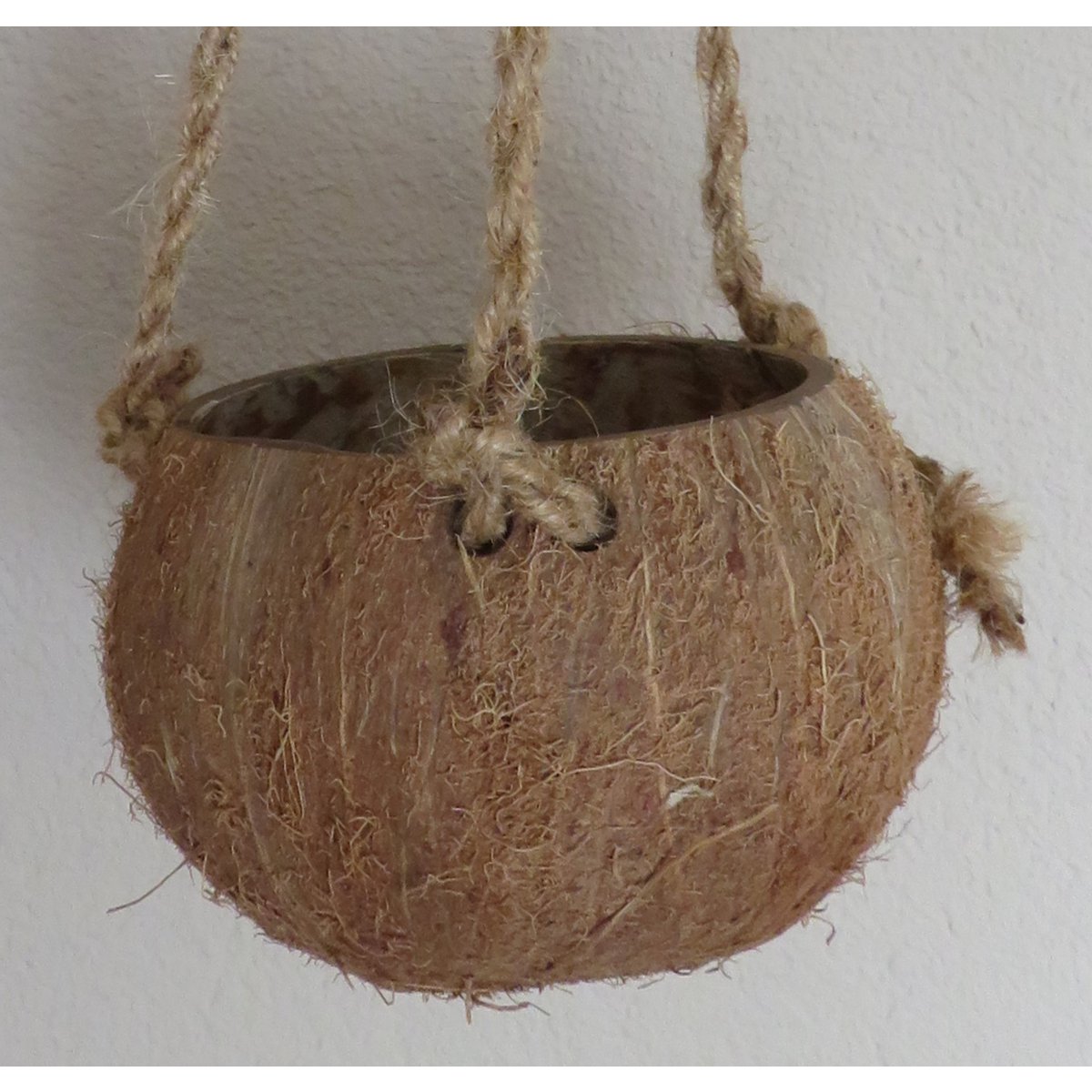 Coconut pendant - Coco Hanging