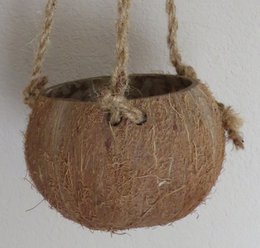 Coconut pendant - Coco Hanging