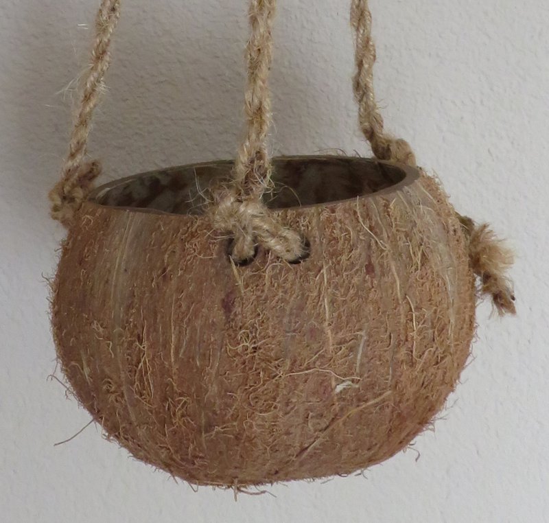 Coconut pendant - Coco Hanging