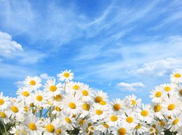 Spring Breeze - odor cloud® blend - 100% essential oil - 5 ml - suggested retail price € 9.95