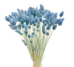 Dried blue phalaris grass bouquet with long stems and fluffy blue-gray flowers.