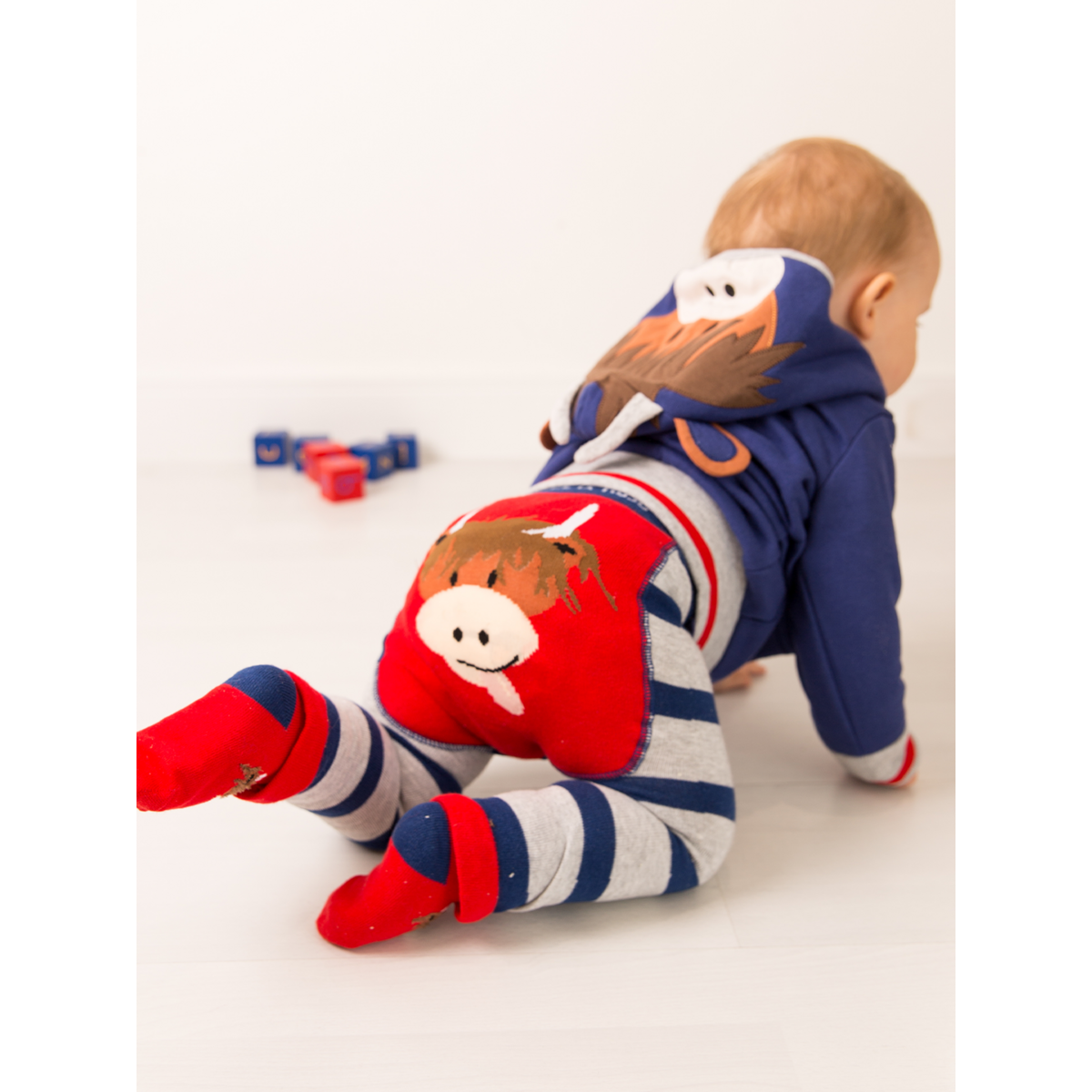 Projekt krowy Hamish Highland