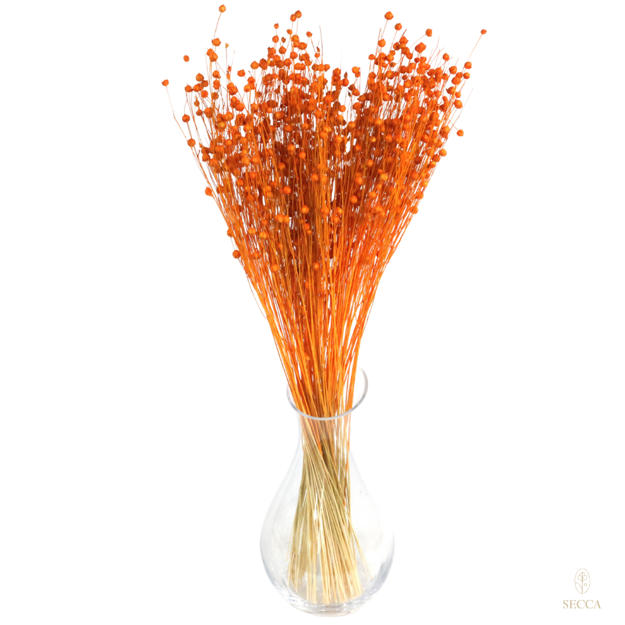 35 stems Dried Linen Orange