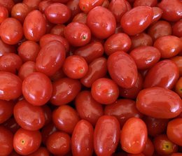Natürliche Bio-Datterino-Tomaten