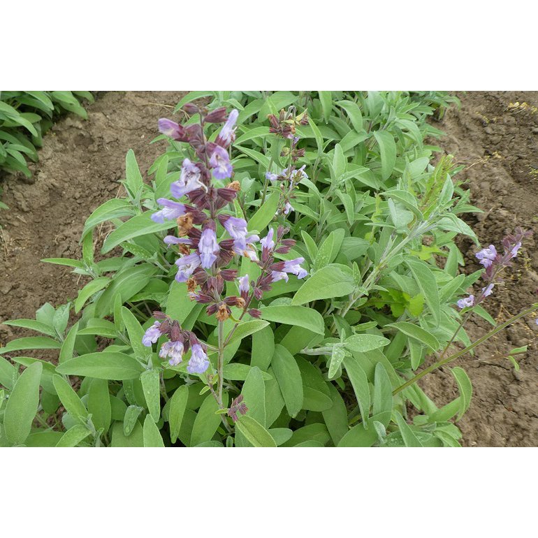 Grecka szałwia 25g