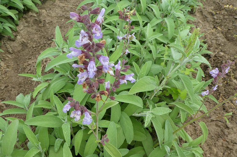 Greek Sage 25g