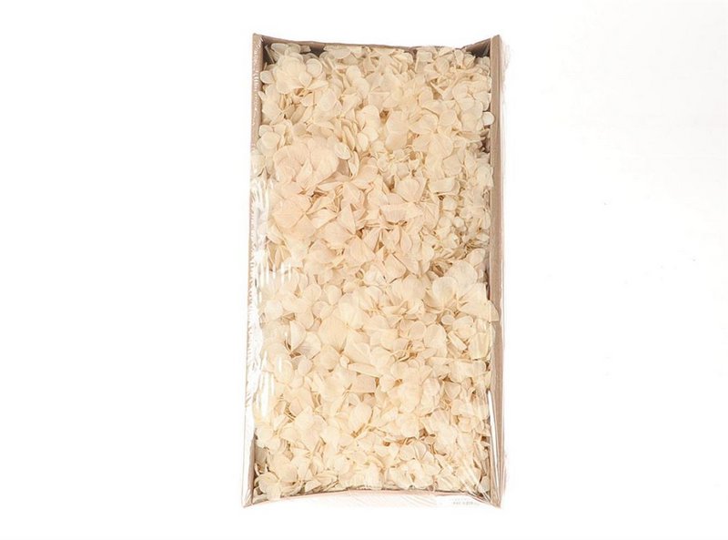 Hydrangea dried/preserved, Hydrangea loose small branches, box with approx. 50g, cream/white