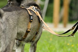 Dog leash gold, M