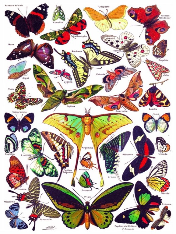 New York Puzzle Company Puzzle Butterflies~Papillons - 1000 pieces