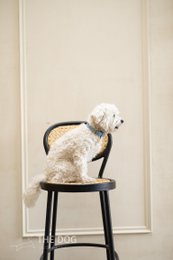 Collare per cani in pelle di lusso con targhetta per il nome - Classico - Azzurro