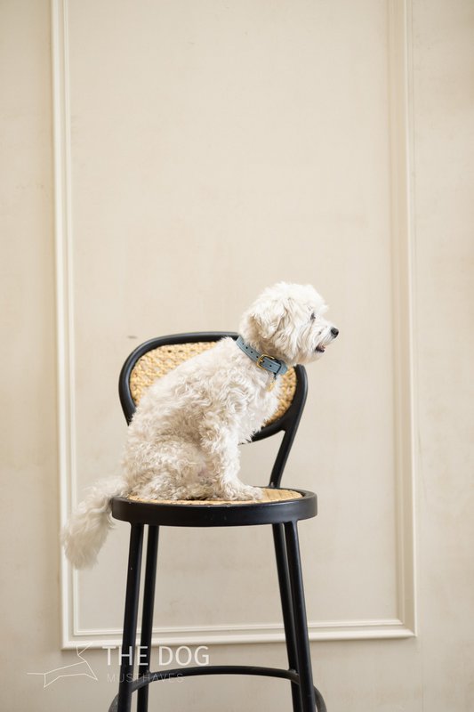Collare per cani in pelle di lusso con targhetta per il nome - Classico - Azzurro