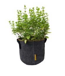 A medium-sized gray fabric planter containing a lush, green plant with small leaves. The plant appears to be a type of herb or small shrub, well-suited for indoor or outdoor use.