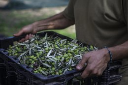 EFKRATO - Bekroonde biologische extra vierge olijfolie uit de vroege oogst met de gezondheidsclaim