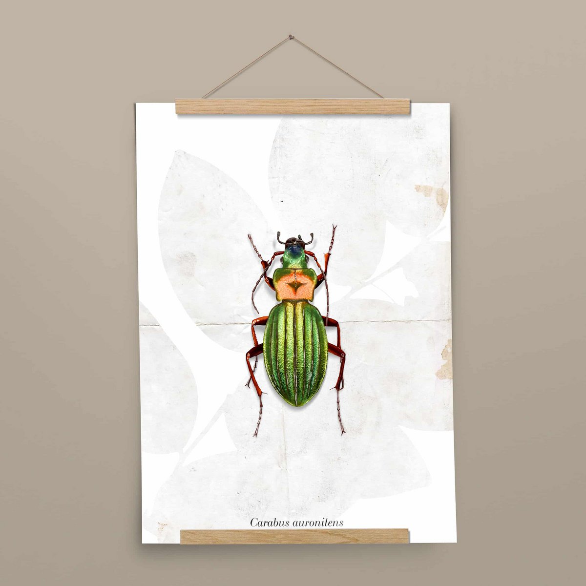 Poster - Grondkever