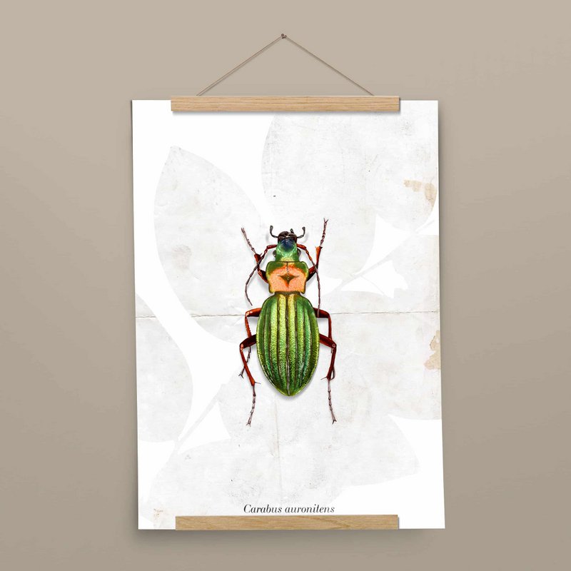 Poster - Grondkever