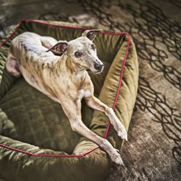 OXFORD I CLASSIC HUNDEBETT