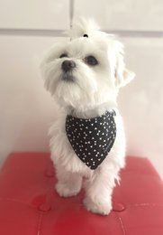 Black and white "rebel" reversible bandana