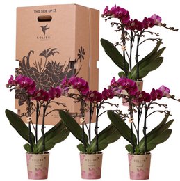 Kolibri Orchids - Surprise box with 4 different orchids, fresh from the grower. Includes vibrant pink orchid flowers in a gift box.

The product is a surprise box containing 4 different orchid plants, fresh from the grower. The orchids have vibrant pink flowers and are packaged in a gift box. This would be suitable for someone looking to purchase a variety of orchids or as a gift.