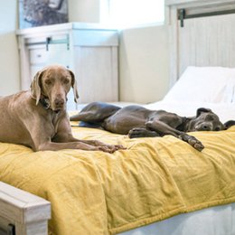 Molly Mutt Eco-Friendly Organic Pet Blanket - Elysium (pale mustard) | Washable, Fleece backing, Quilted, Non-Toxic 100% Cotton, 2 Sizes