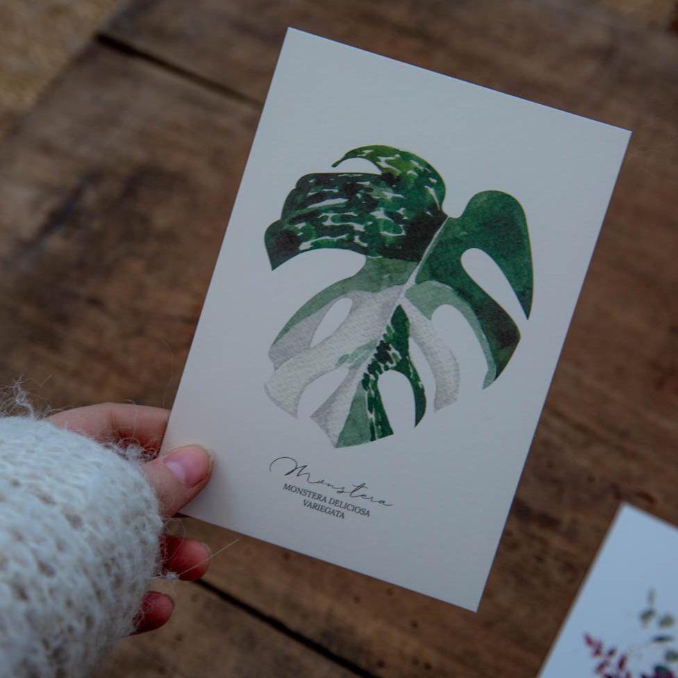 Postal Monstera