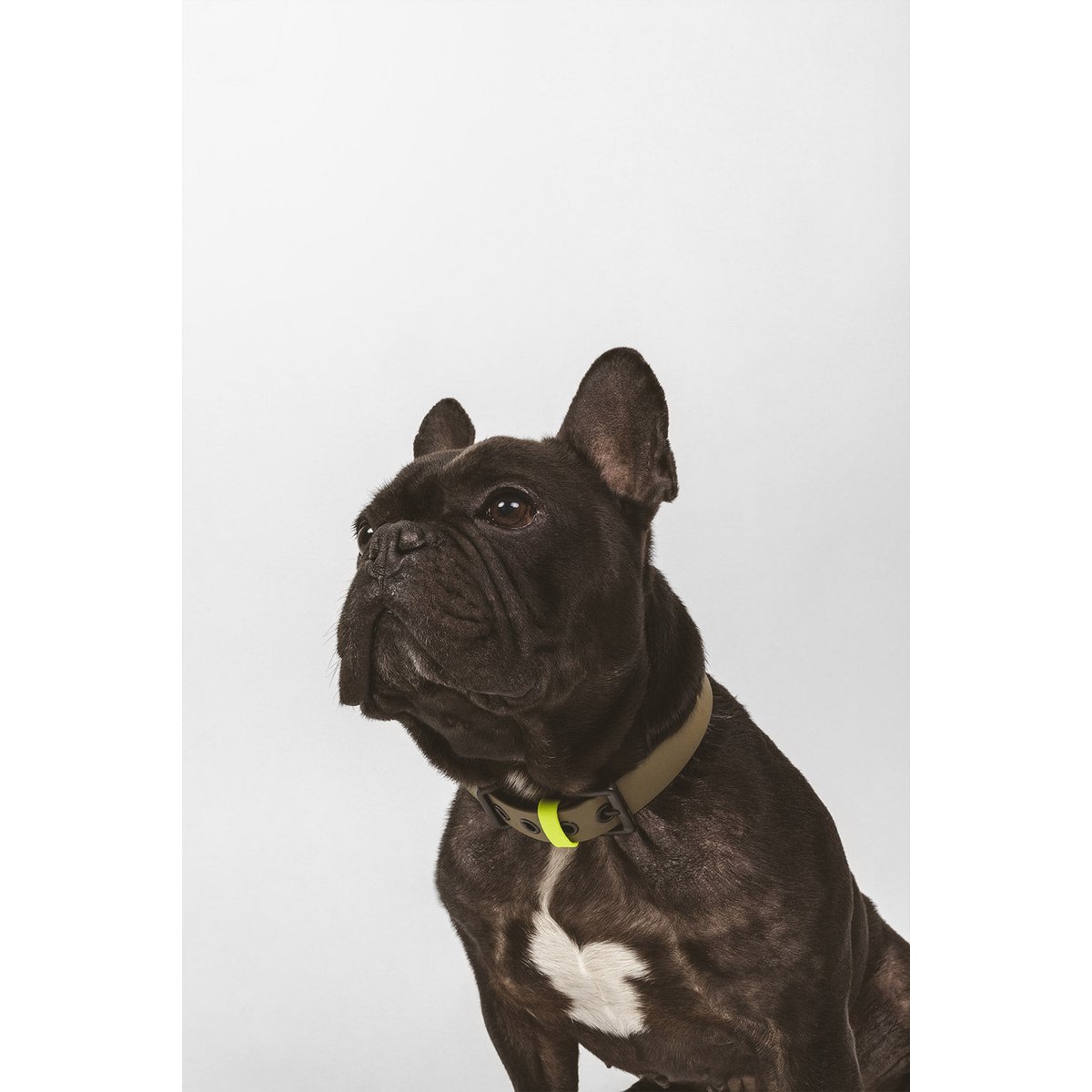 Dog collar C01