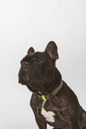 Dog collar C01