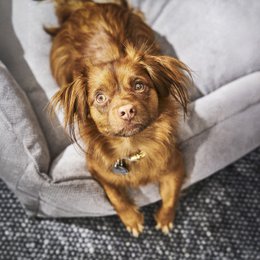 TUDOR ORTHO | Premium Orthopedic Dog Bed