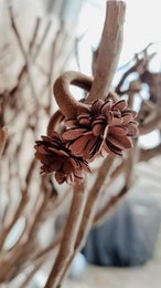 Elastic bands flower brown (set)
