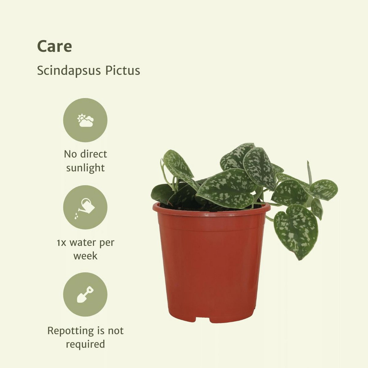 Scindapsus Pictus - 4 pieces - ø12cm - ↕15cm