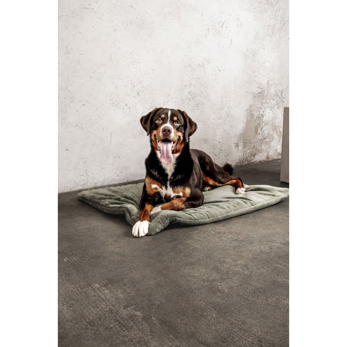 Hundedecke Emma Moosgrün (veganistisch)