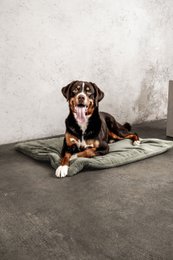 Hundedecke Emma Moosgrün (vegansk)