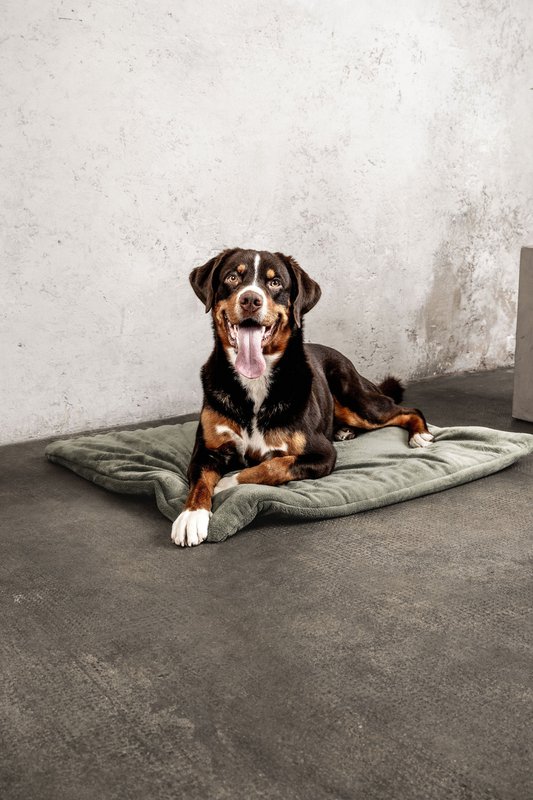 Hundedecke Emma Moosgrün (vegansk)