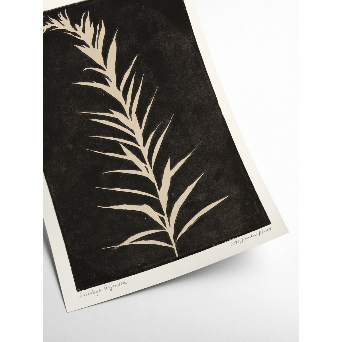 Solidago Gigantea II - PrintedPlant