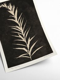 Solidago Gigantea II - PrintedPlant