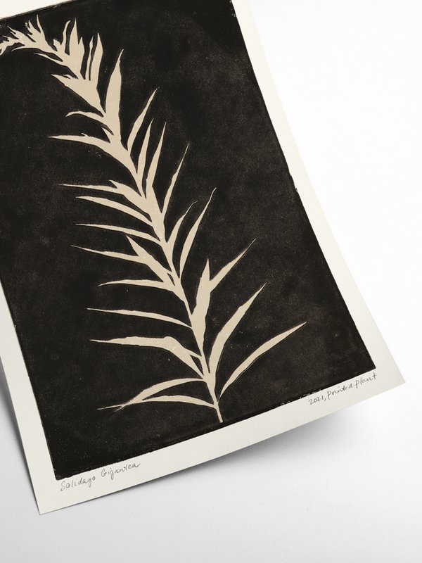 Solidago Gigantea II - PrintedPlant